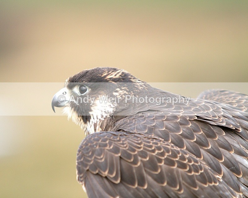  - Peregrine Falcon