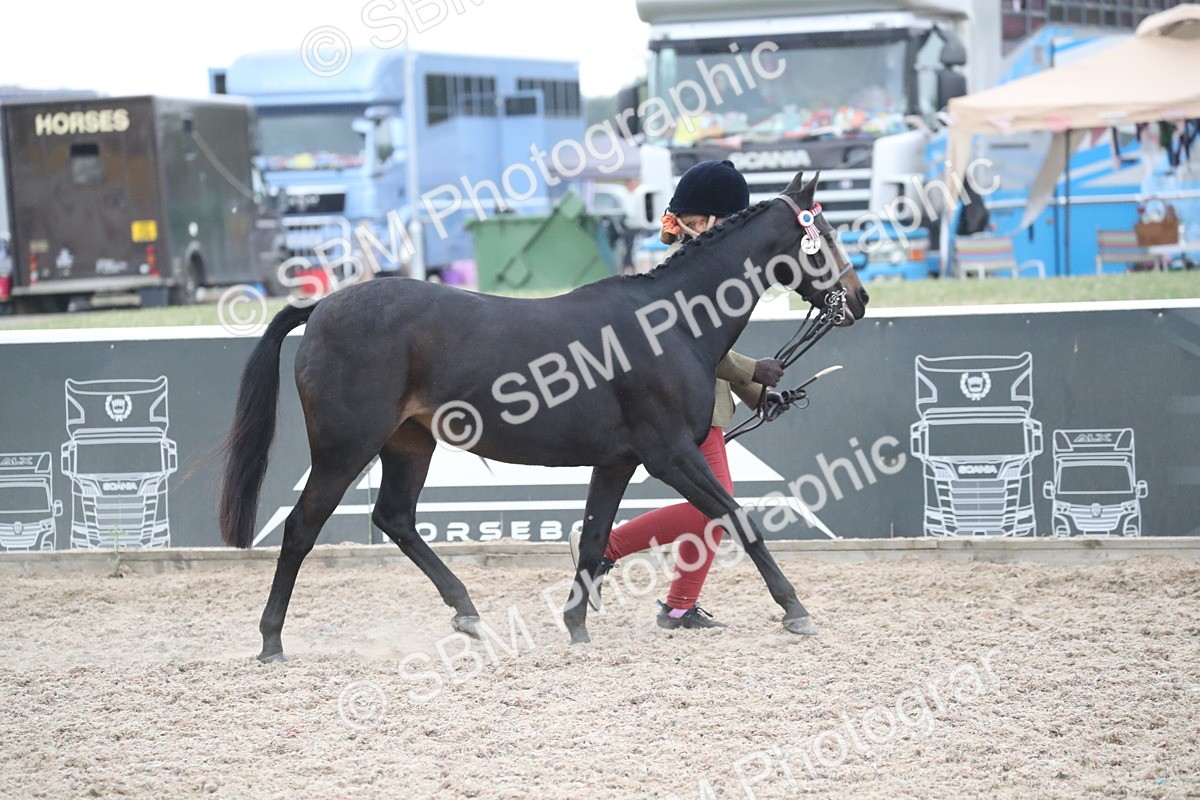 SBM_18341 - Class 318 IH Part bred Horse/Pony