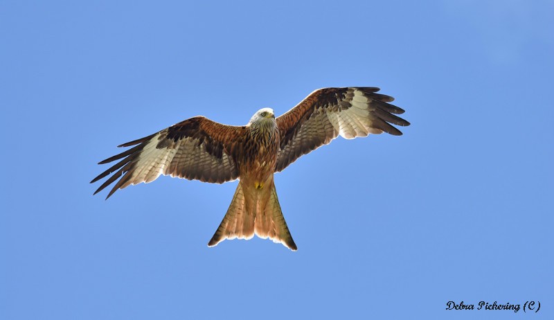 Red Kite - Birds Of Prey