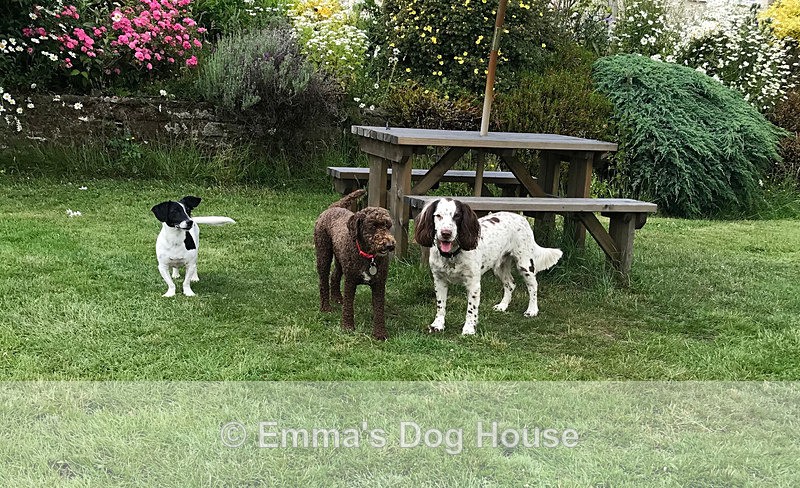  - Dogs