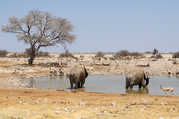  - African Journey