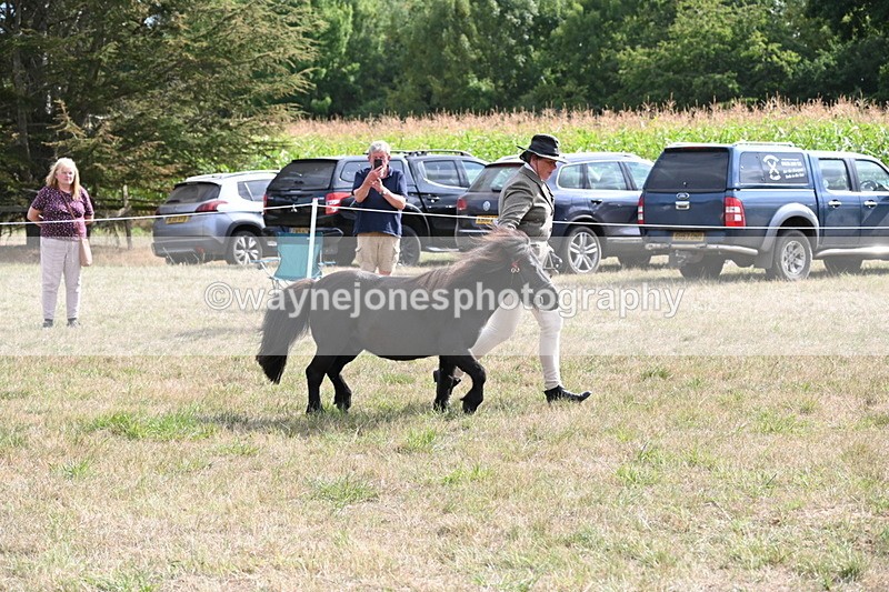 WJ6_7039 - Class 21 Shetland & Mini Horses
