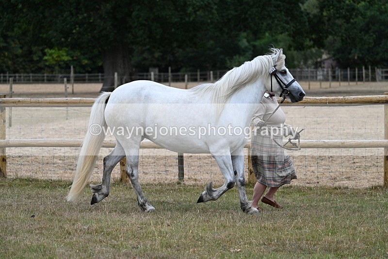 WJ7_8704 - Class 4a Prettiest Mare 14.2hh and over
