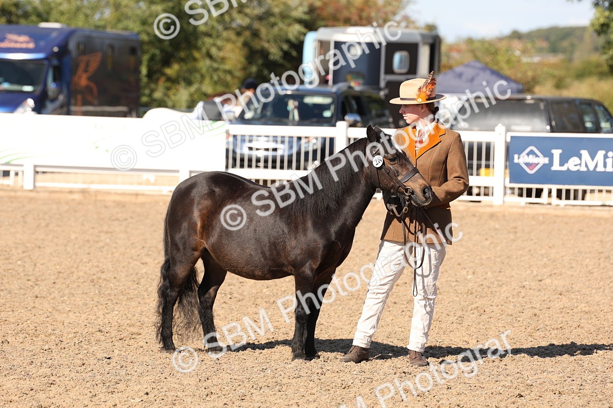 SBM_12872 - Class 206 - IH Non Show Type Pony