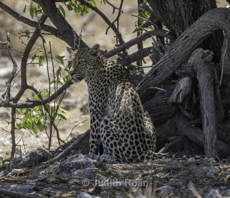 Leopard - Namibia 2022