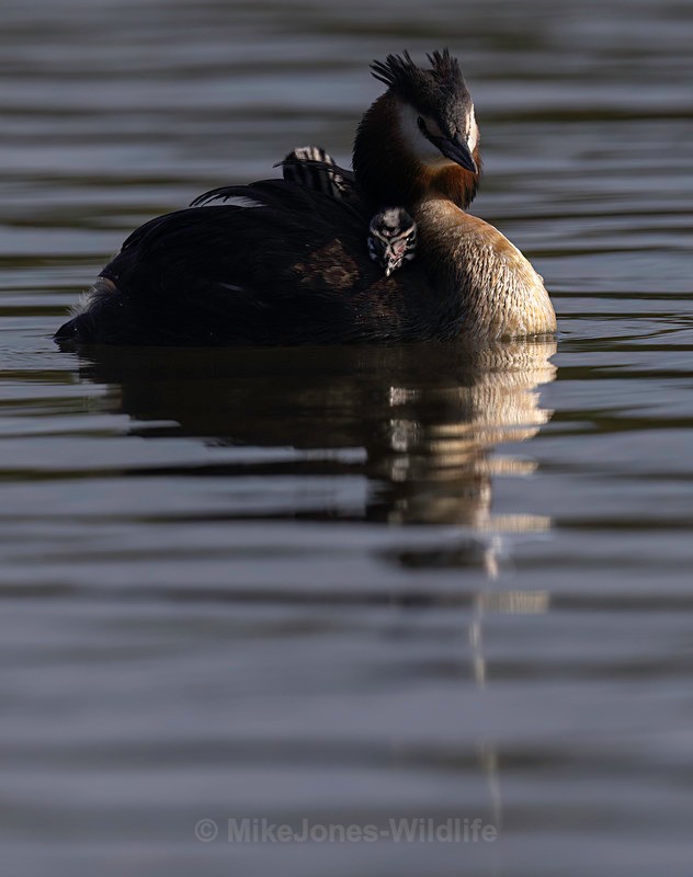 Great Crested Grebe chicks(Humbugs) - Grest Crested Grebe chicks (Humbugs)