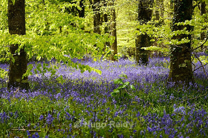  - Bluebells