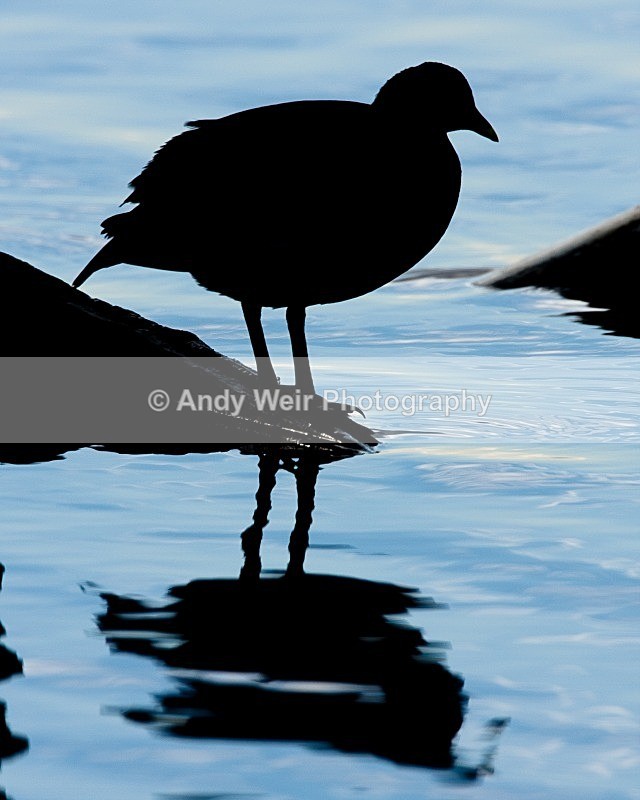 20081128-IMG_0935 - Rails & Coots