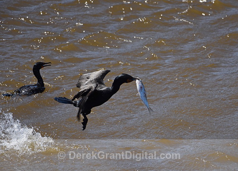 Reversing Falls Fast Food Phalacrocorax auritus
