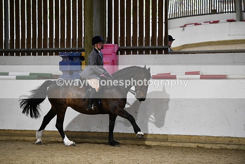 WJ5_8876 - Class 15 Ridden Show Horse