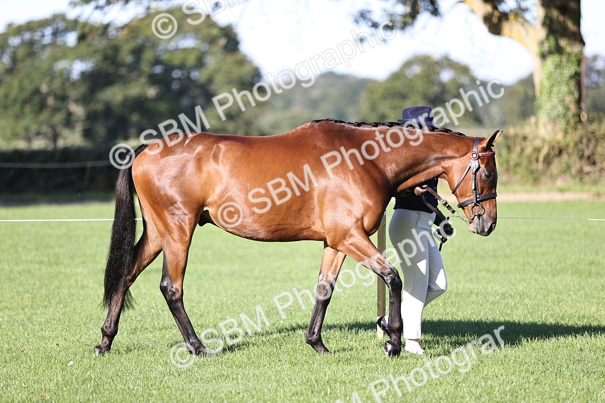 SBM_15682 - S1 - TSR in Hand Horse & Pony Showing