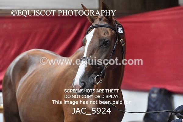 JAC_5924 - 11 Pandora of Westoak