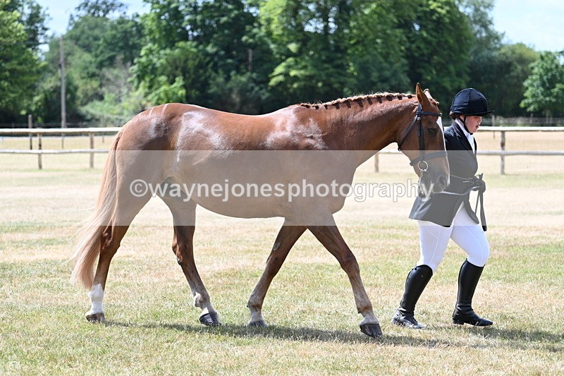 WJ7_2003 - Class 4a Prettiest Mare 14.2hh and over hand