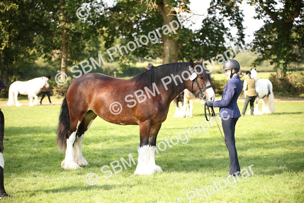 SBM_62241 - S55 - Traditional Cob In Hand