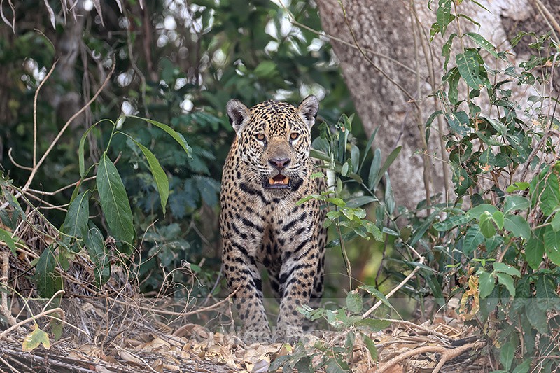 Jaguar Medrosa emerges from jungle, Pantanal, Brazil - Jaguar