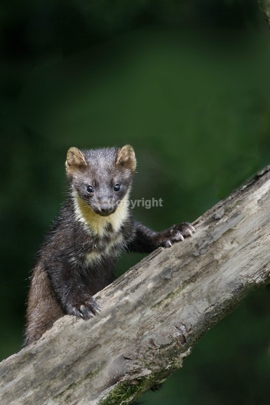 Pine Marten pictures in county louth ireland by noel marry