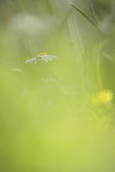  - Wild Flowers,  plants & Fungus photography, Great Britain