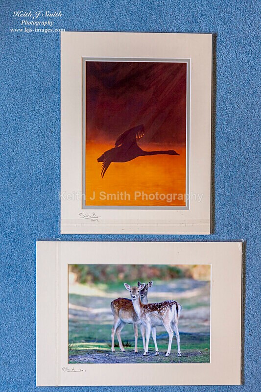 0SKJ9331 - Mounted prints for sale.