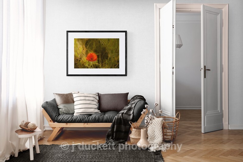 Field Poppy