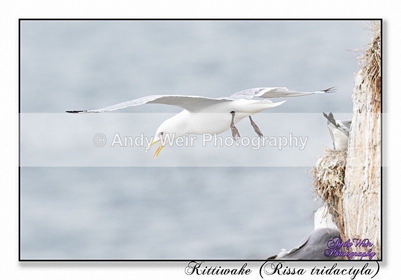 190604-untitled-8E0A4667-Edit - Kittiwakes