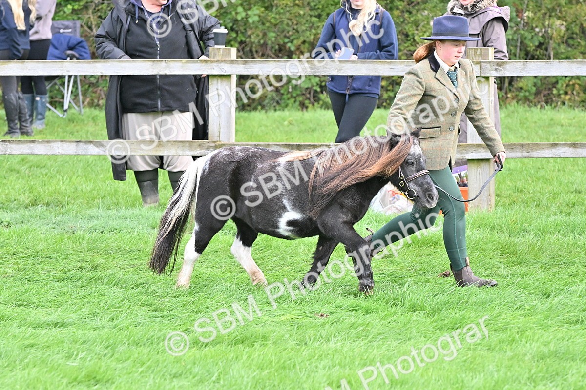 SBM_56932 - S45 - Coloured Pony In Hand