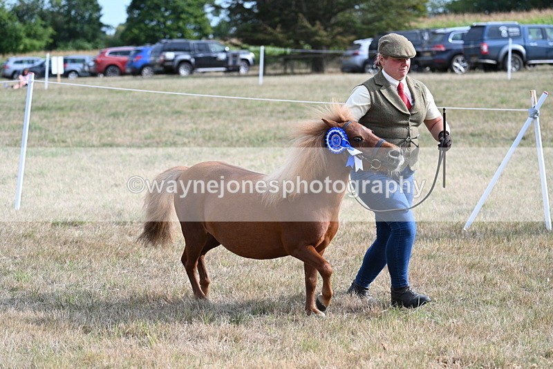WJ7_8135 - In-hand Championship