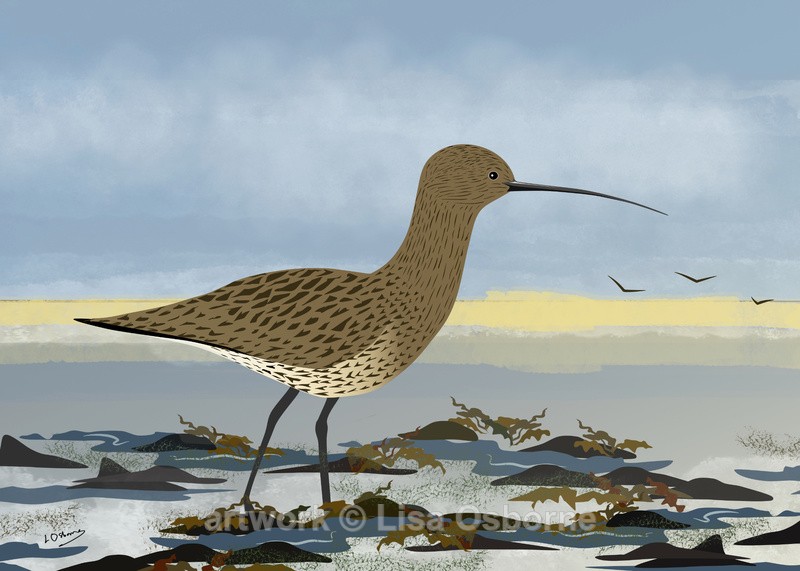 Curlew - DIGITAL ARTWORK