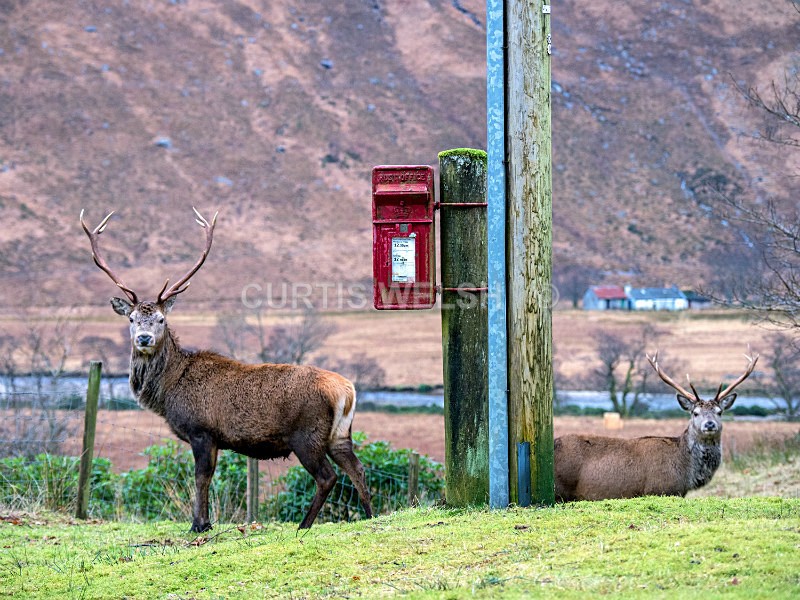 33 - THE SCOTSMAN - READERS GALLERY