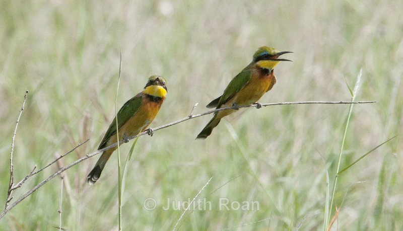 Little Bee-eater - Tanzania Birds and Mammals