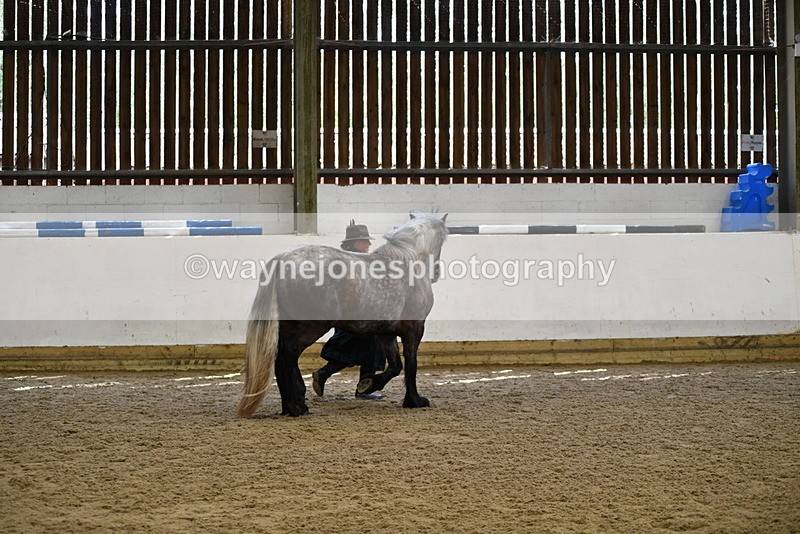 WJ5_5679 - Morning in hand Championship