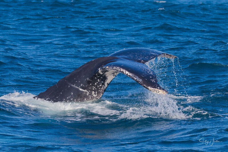 Fluke Down dive. 0A3A4347 - 2025 Whales