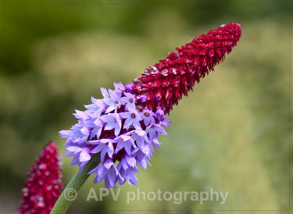  - Forde Abbey