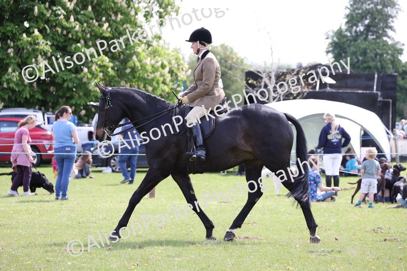 20250427-4072 - Class 34 - Best Riding Horse Over 14.2hh