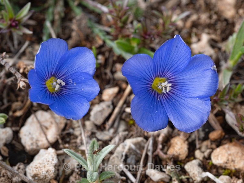 Beautiful flax (Linum narbonense)  - Wild Flowers - 1