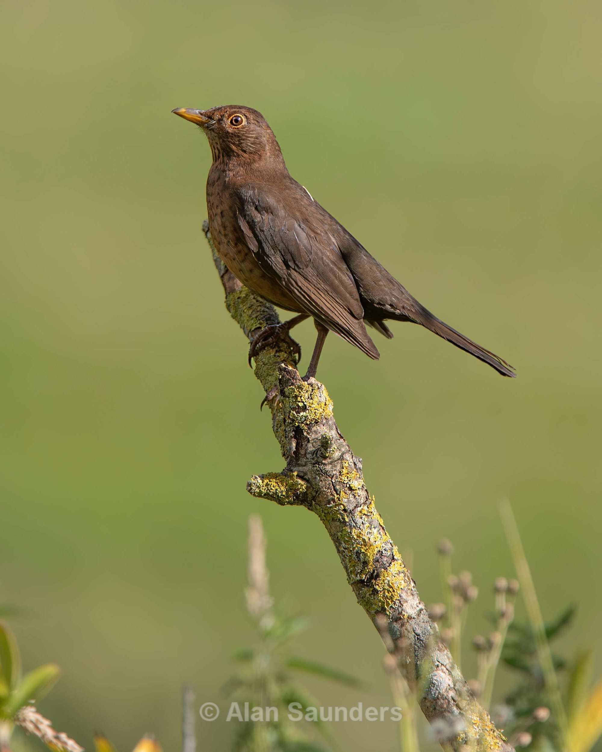 Blackbird 3
