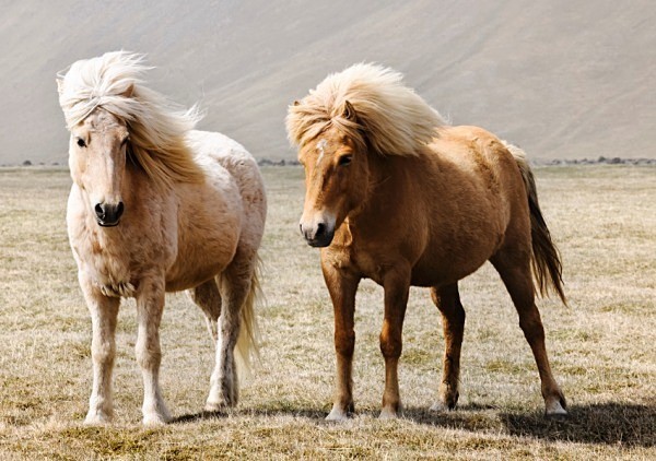  - Iceland
