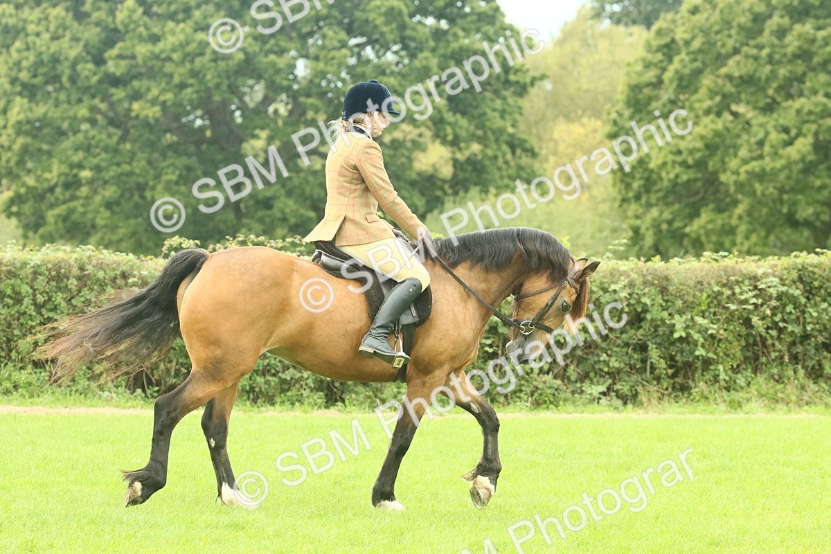 SBM_71823 - S60 - Mountain & Moorland Ridden Large Breeds