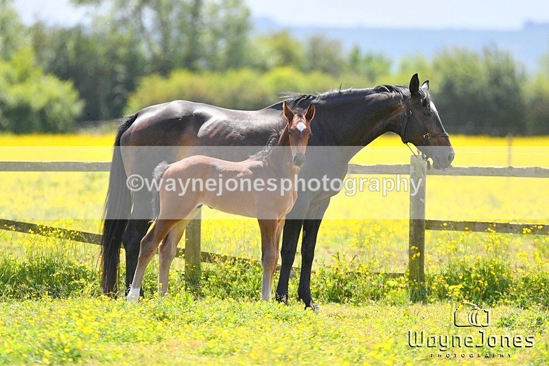 WJ5_4193 - Lyford Stud - Foals 01-06-25