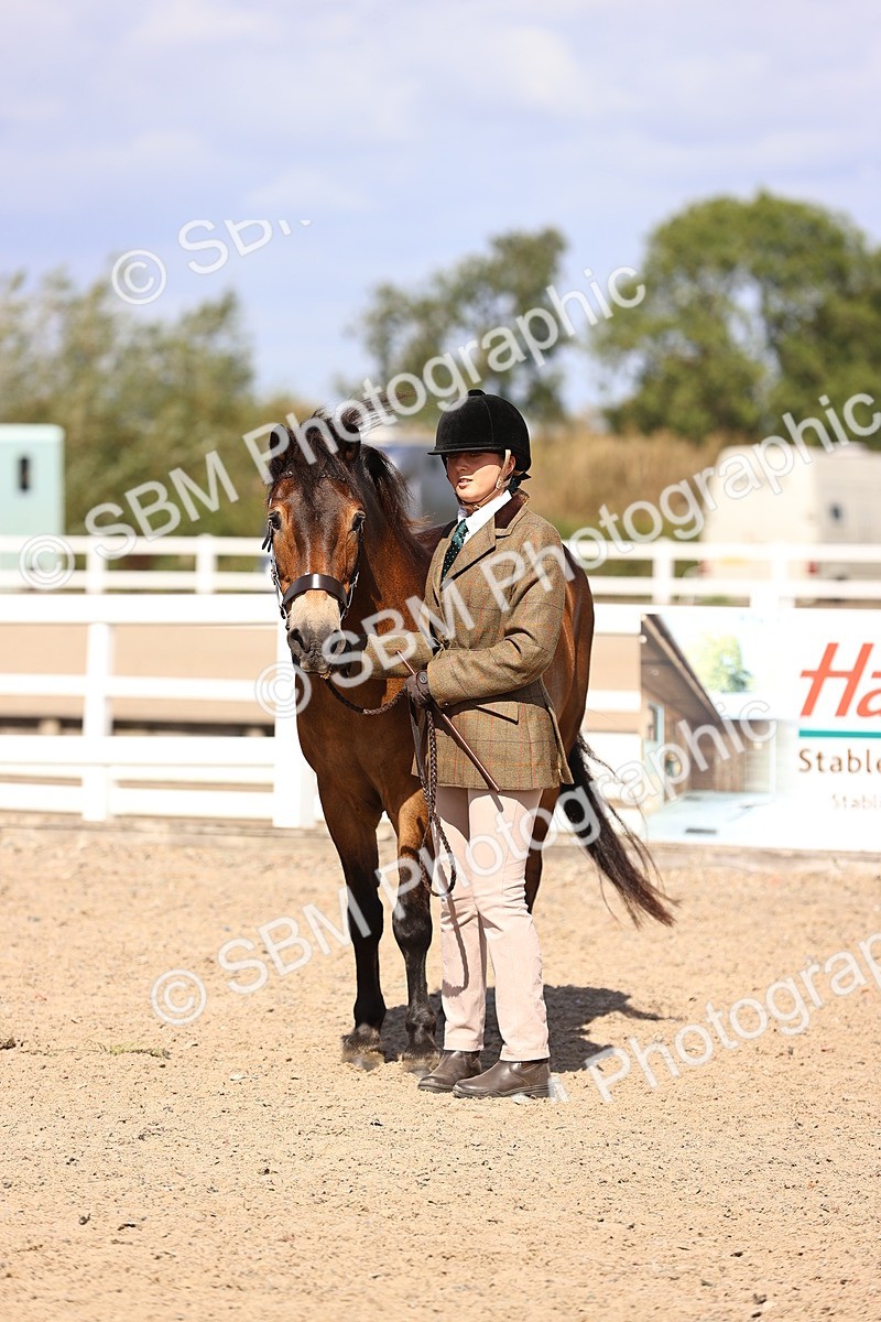 SBM_14380 - Class 412 - Handsomest Gelding (IH or Ridden)Adult