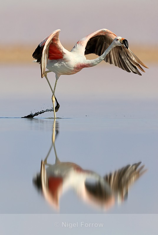 Reflection of Andean Flamingo running, Laguna Chaxas, Chile - Andean Flamingo