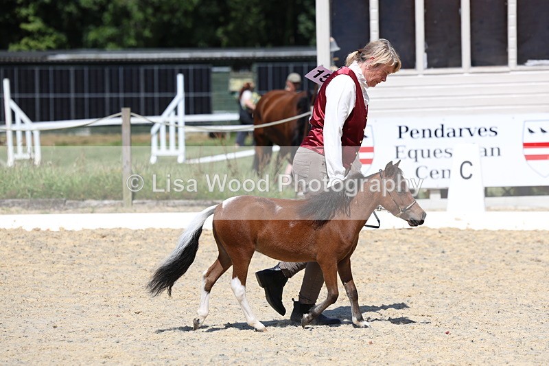 3E7A9459 - Class 30: Mnititature Horse