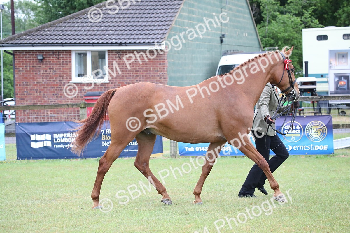 SBM_00145 - Class 17-20 - Arab & Part Bred - Anglo Arab In Hand
