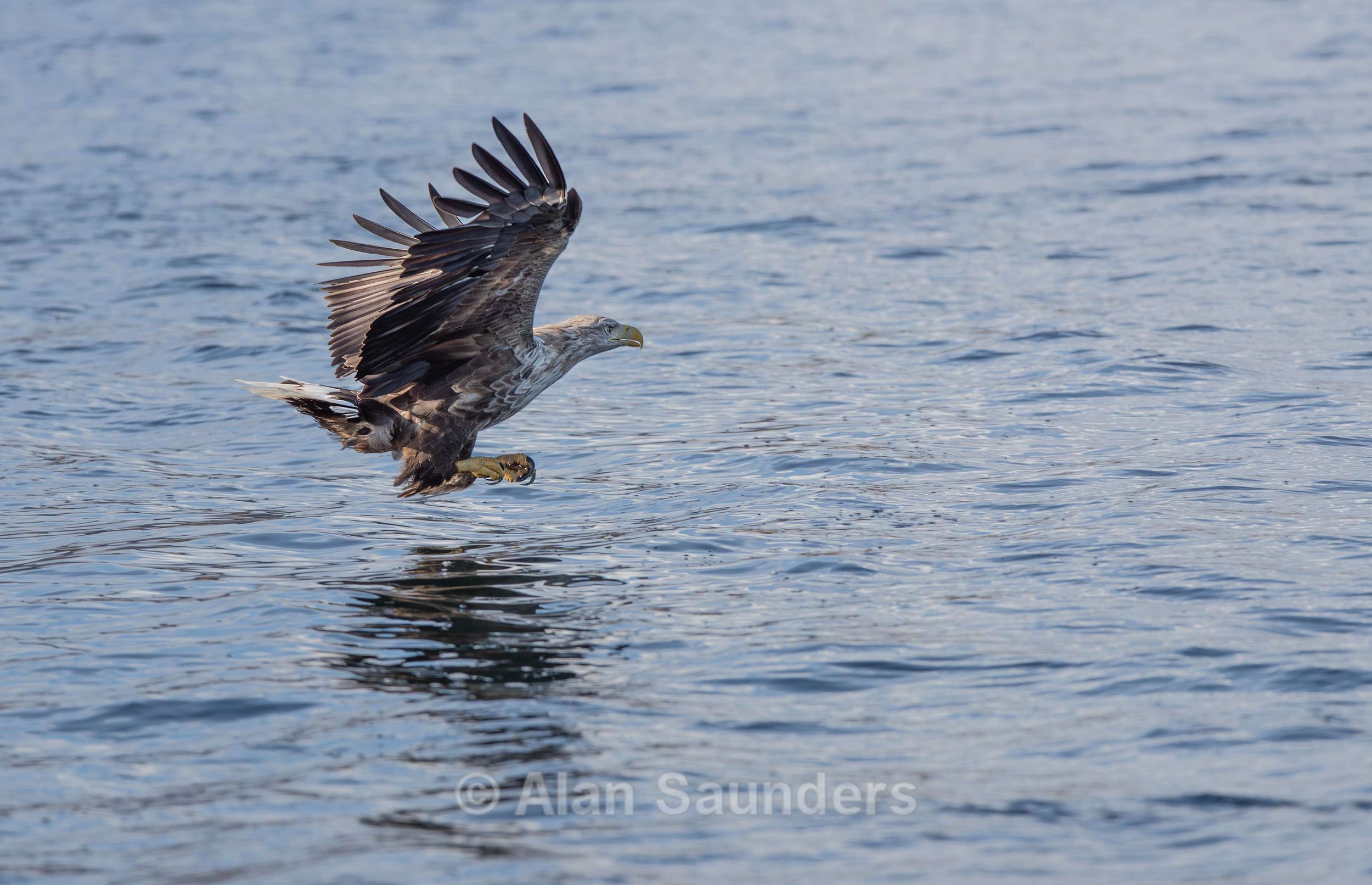 White Tailed Eagle 41