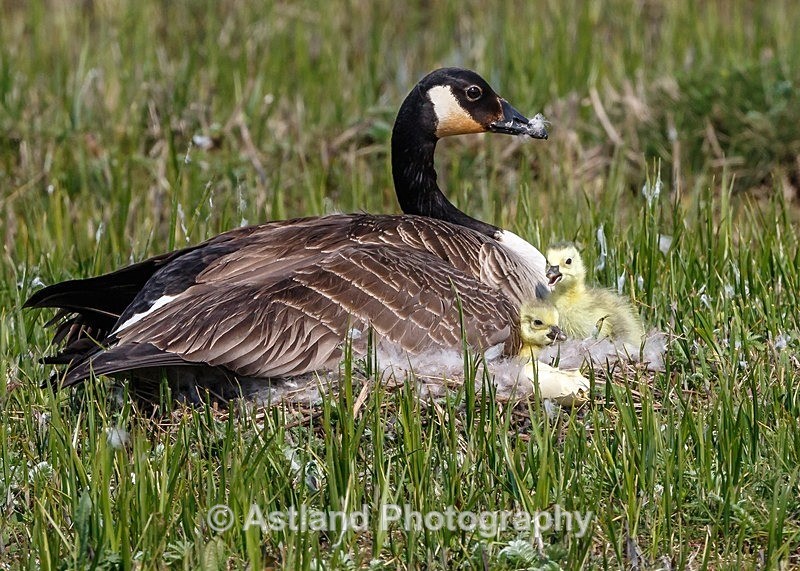 Astland Photography, Bird and Wildlife Images, Susan and Peter Wilson, U.K.
