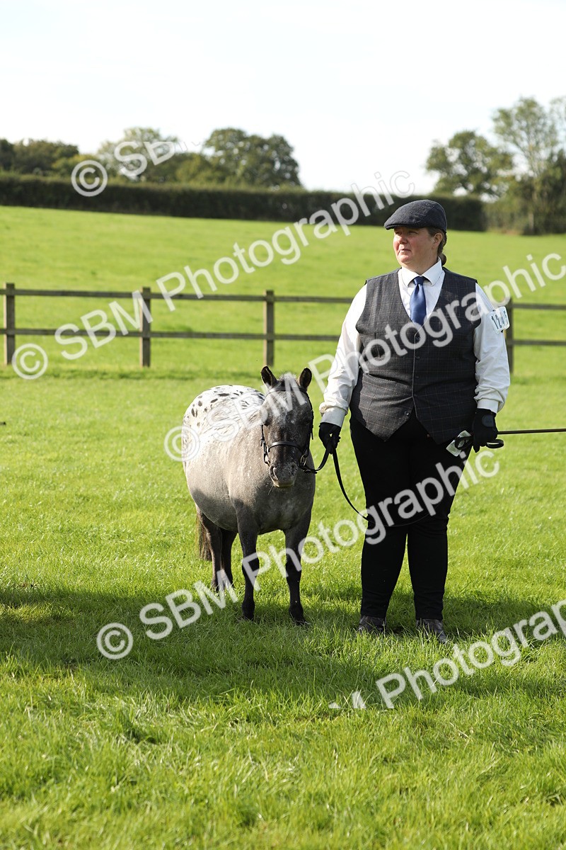 SBM_60977 - S43 - Coloured Pony In Hand