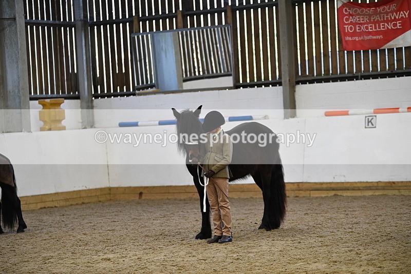 WJ5_4423 - Class 6 In hand M&M - Large Breeds