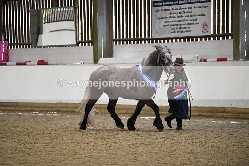 WJ5_5876 - Morning in hand Championship