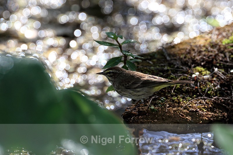 Palm Warbler & specular highlights, Corkscrew Swamp, Florida - Palm Warbler