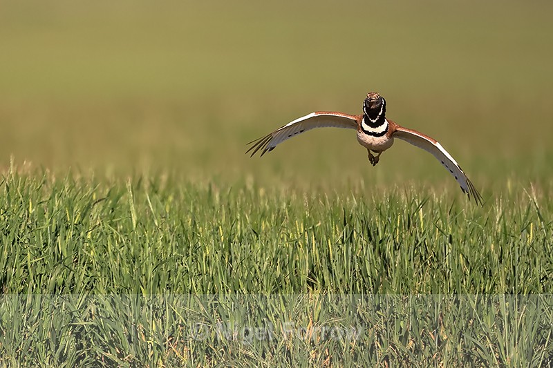 Little Bustard (male) flying, Spain - Little Bustard