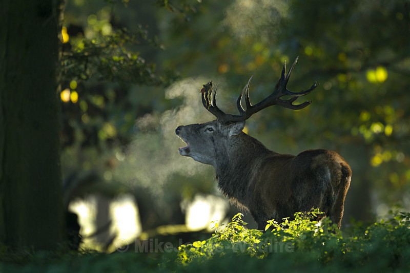 RED DEER RUTTING ref rdr 6 - DEER RUT FOR RED AND FALLOW DEER